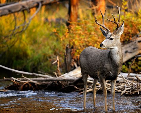 Fall Wildlife Wallpaper And Screensavers Wallpapersafari