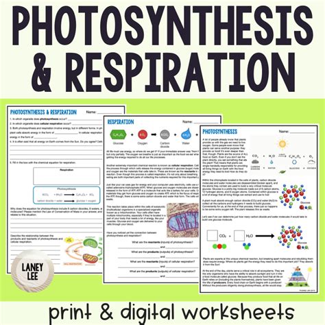 Free Photosynthesis Worksheets Learn Cellular Respiration Worksheets