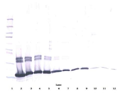 Il Polyclonal Antibody Peprotech Invitrogen G Unconjugated