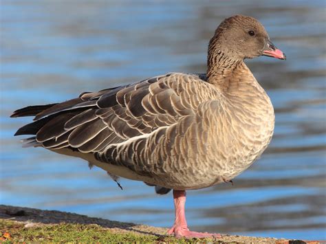 Pink Footed Goose Ebird