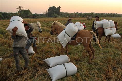 Target Produksi Beras 2024 ANTARA Foto