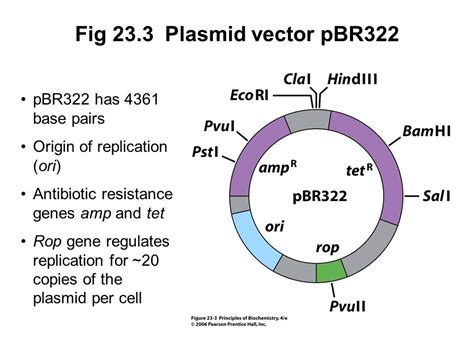 A Plasmid Has Two Antibiotic Resistance Genes