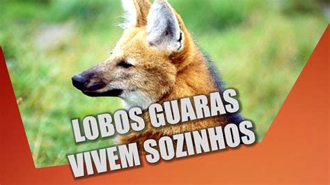 LOBOS GUARAS SÃO SUPER PAIS YouTube