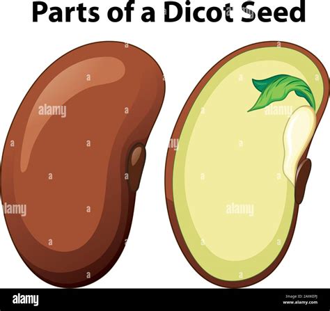 Diagram showing parts of dicot seed on white background illustration ...