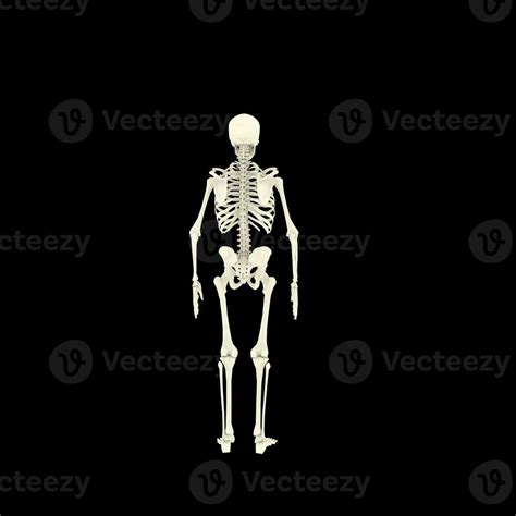 X-ray Vision,of the Human Body and Bones. 41056078 Stock Photo at Vecteezy