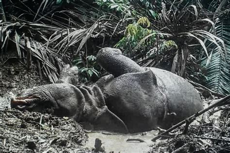 Foto Taman Nasional Ujung Kulon Warisan Dunia Di Ujung Barat Jawa