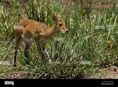 Southern Or Common Reedbuck Redunca Arundinum Female Standing In