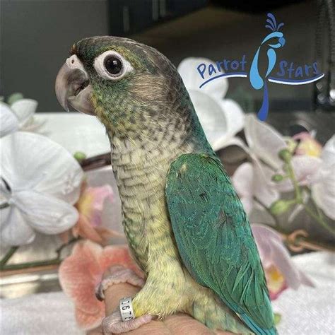 Baby Turquoise Yellow Side Green Cheek Conure Available At Parrot Stars