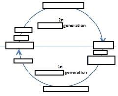 Alternation Of Generations Diagram Quizlet