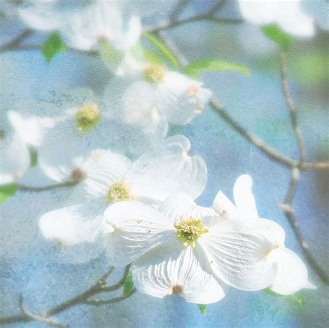 erin's art and gardens: dogwood trees a bloomin!