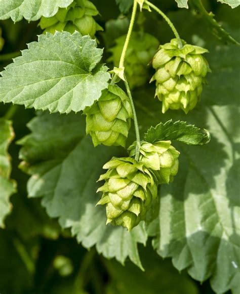 Cascade Hops | Plants, Edible landscaping, Edible garden