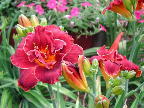 daylily in the garden Free Photo Download | FreeImages