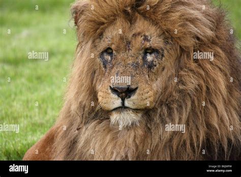 Old lion with scarred face Stock Photo - Alamy