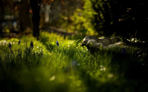 Hd Wallpaper Greens Flower Grass The Sun Macro Trees Flowers