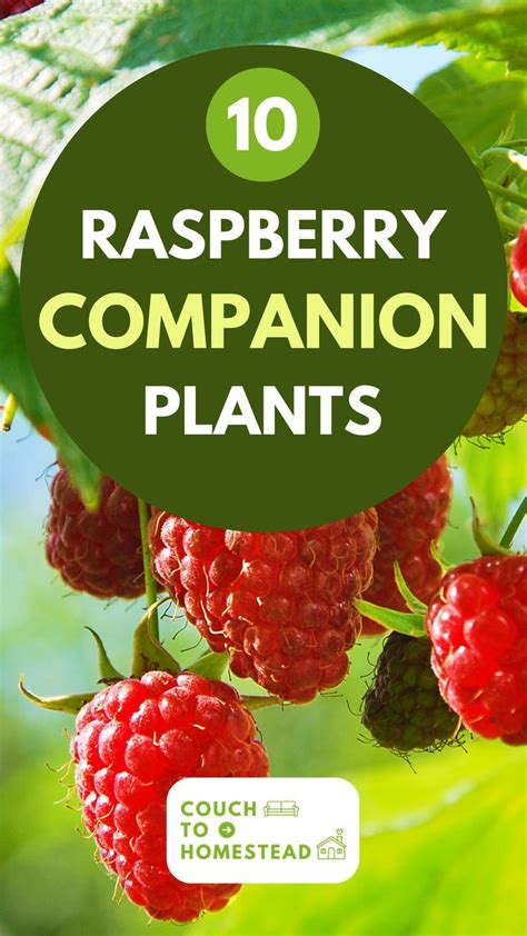 7 Quick Simple Steps On How To Grow Raspberries From Cuttings Artofit