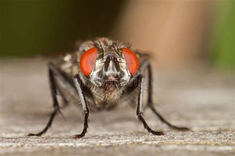 Flesh Fly stock image. Image of pest, insect, details - 26128865