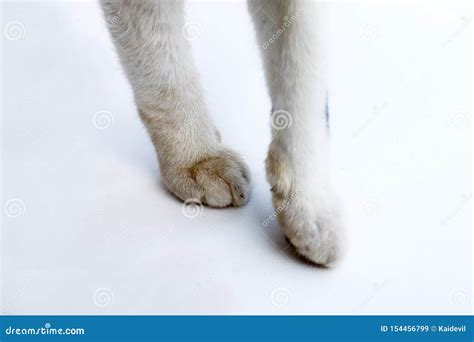 Front Legs Of Cat Stock Image Image Of Crossed Close 154456799