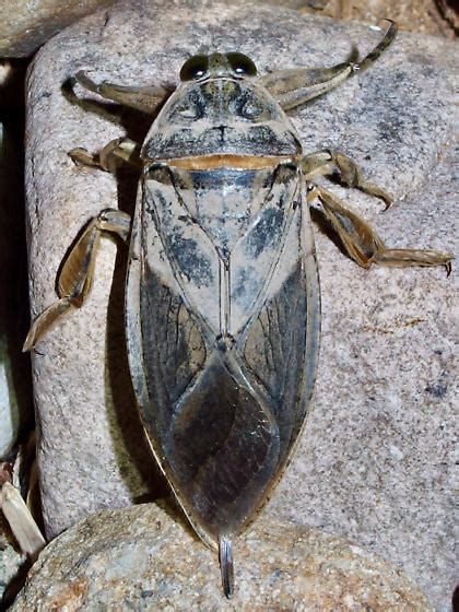 Lethocerus Medius Bugguide Net