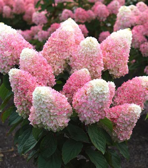 Summer Lights Pink Avalanche Hydrangea Van Wilgen S Garden Center