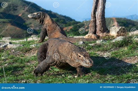 Walking Komodo Dragon Scientific Name Varanus Komodoensis Natural