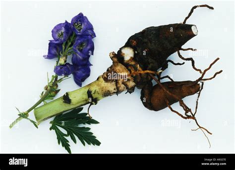 Medicinal Plant Monkshood Aconitum Napellus Eisenhut Stock Photo Alamy