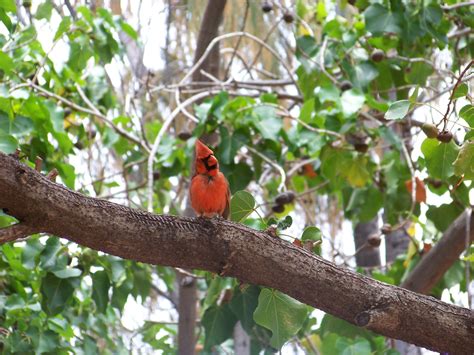 How To Create A Backyard Bird Sanctuary Interior Design Inspiration