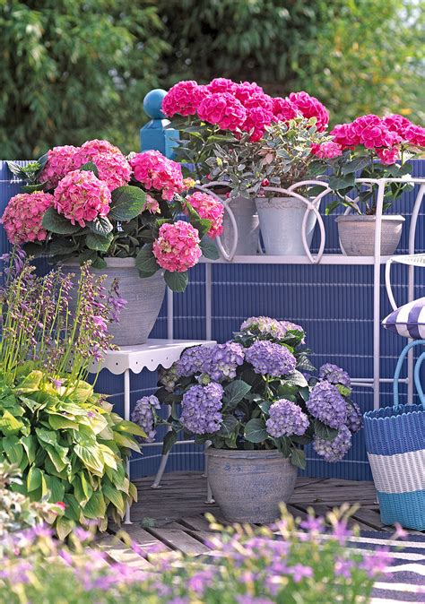 Balkon Mit Hydrangea Macrophylla Bild Kaufen 12118363