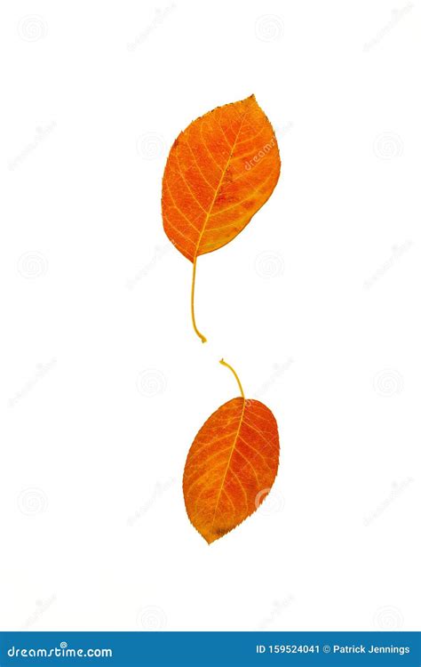 Ornamental Pear Tree Leaves Stock Image - Image of saturated ...