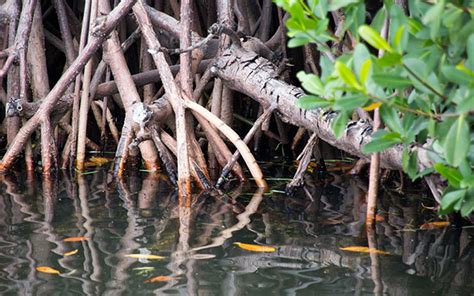 Five facts on mangroves - Institute for Environment and Human Security