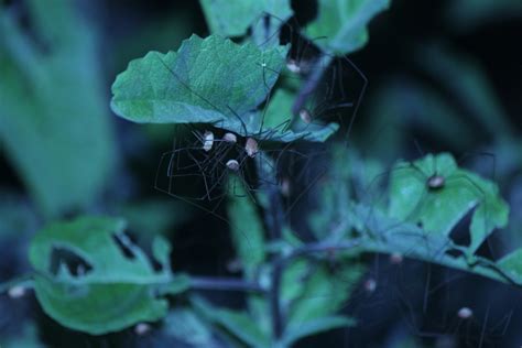 Phalangioidea From La Paz MX BS MX On December 5 2015 At 11 20 PM By