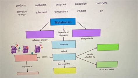 Solved catabolism products enzymes coenzyme anabolism | Chegg.com