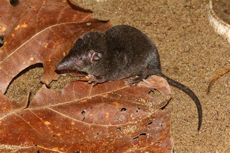 Malayan Shrew From Selangor Malaysia On October 2 2009 At 0257 Am By