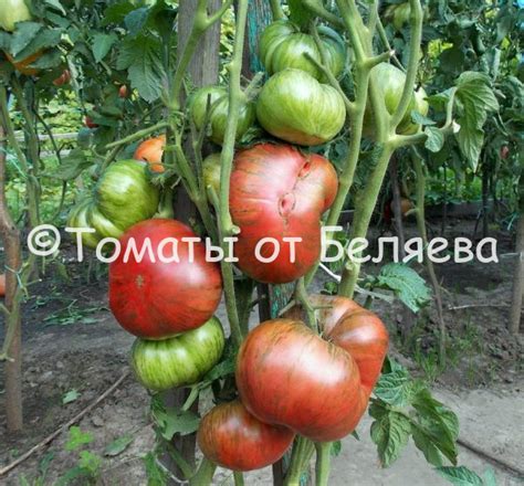 Томат Розовые полосы Гном (Dwarf Pink Stripe) • Описание, ОТЗЫВЫ, фото ...