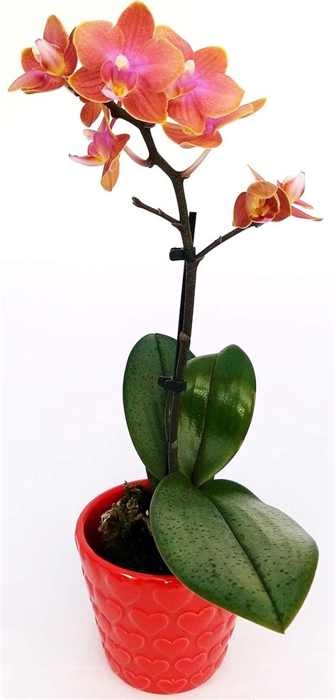 POWERS TO FLOWERS ORCHIDEA PHALAENOPSIS BONSAI ARANCIO In Vaso In