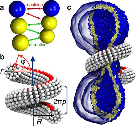 Figures And Data In The Role Of Scaffold Reshaping And Disassembly In