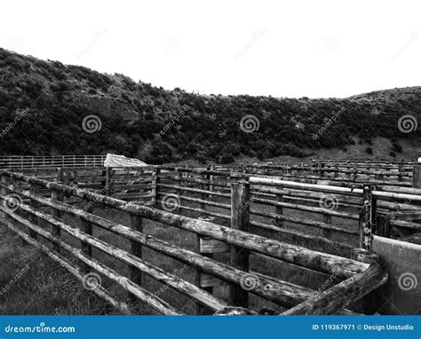 Horse Mustering Base Stock Image Image Of Wild Mustering 119367971