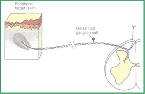 Somatosensory Pain Pathways O Connor Flashcards Quizlet