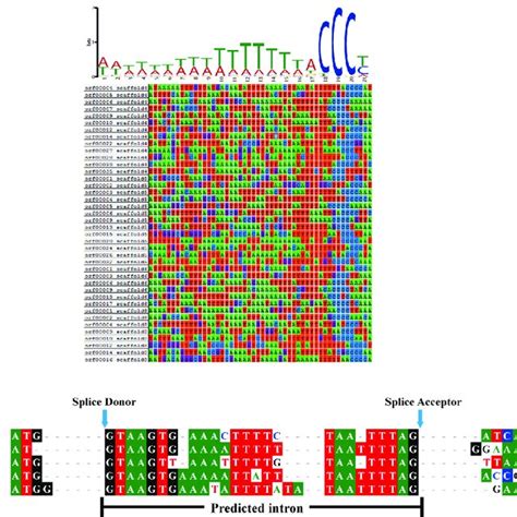 Noncoding Regions Of Selected Nosema Sp Ynpr Genes A Putative