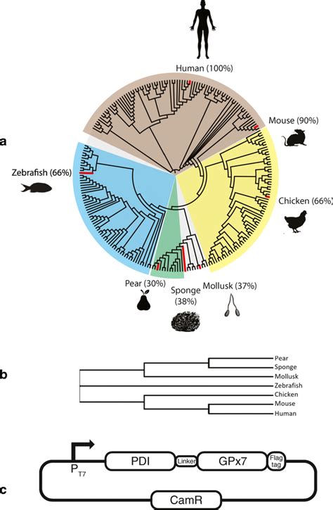 Selection Of Gpx7 Homologs A Phylogenetic Distribution Of Gpx7