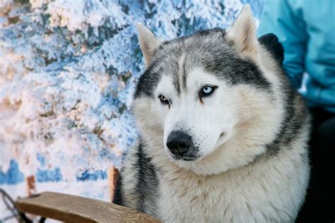 Colore In Bianco E Nero Del Cane Del Husky Siberiano Con Gli Occhi