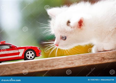 Kitten and toy car stock image. Image of background, mammal - 73357425