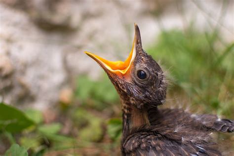 Bird Chick Blackbird Free Photo On Pixabay Pixabay