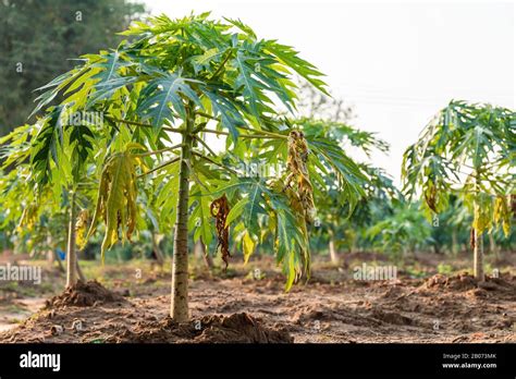 Young papaya fruit on papaya tree in farm Stock Photo - Alamy