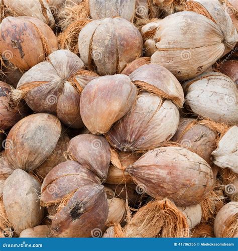 Pile Of Discarded Coconut Husk In Coconut Farm Th Stock Image Image