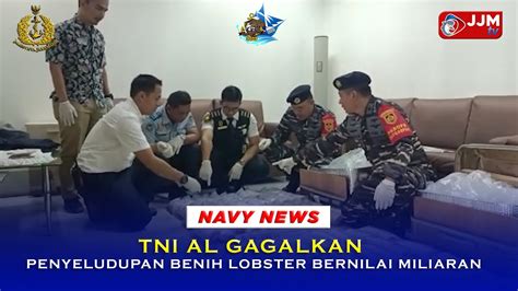 Navy News Tni Al Gagalkan Penyeludupan Benih Lobster Bernilai