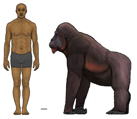 Gigantopithecus Vs Bigfoot