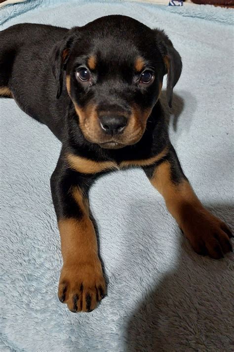 Sprzedam Suczke Rasy Rottweiler Pozna Winiary Olx Pl