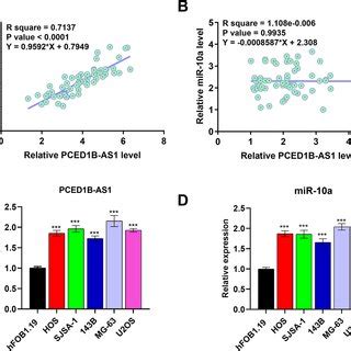 Expression Levels Of PCED1B AS1 And MiR 10a Were Positively Correlated