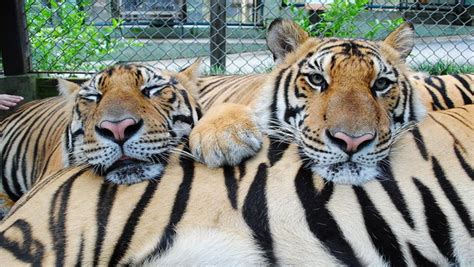 Tiger Kingdom Chiang Mai : Get Up Close and Personal