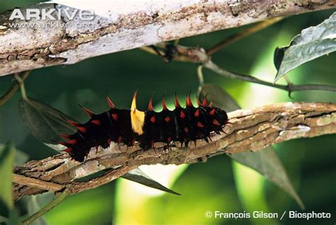 queen alexandra's birdwing caterpillar in 2023 | Queen alexandra, Queen ...